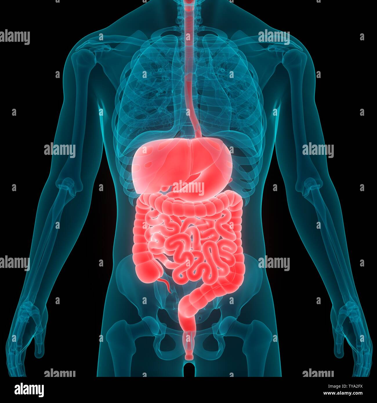 Anatomie der menschlichen Verdauungssystem Stockfoto