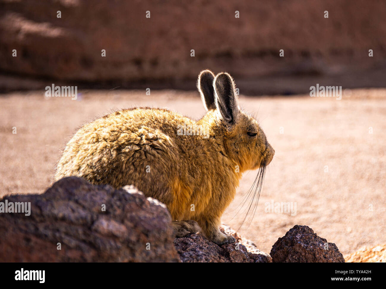 (Lagidium riesige Chinchilla) in Bolivien Wüste Stockfoto