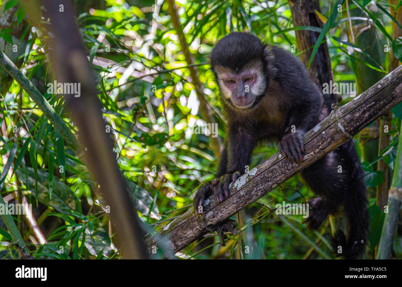 Monkey Jungle in Brasilien Stockfoto