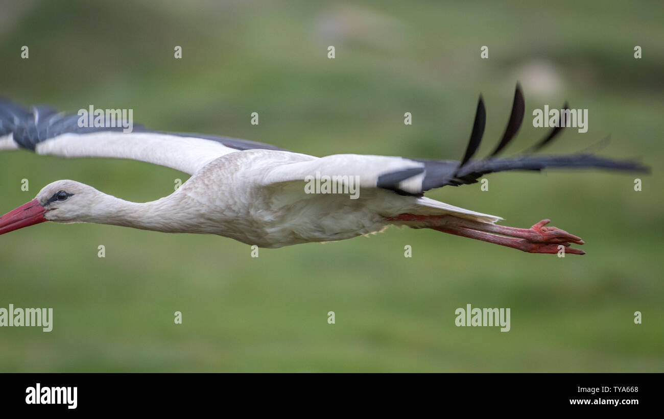 Nahaufnahme eines isolierten Weißstorch Vogel im Wilden - Rumänien Stockfoto