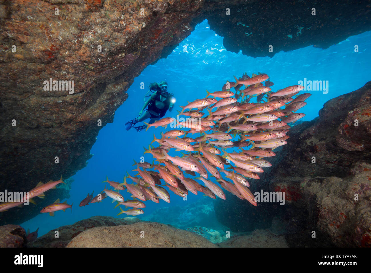 Diver (MR) und Schulbildung gelbflossenthun Meerbarben, Mulloidichthys vanicolensis, Hawaii. Diese Sorte wird Rot in der Nacht und wenn Sie sich in Höhlen bei t Stockfoto