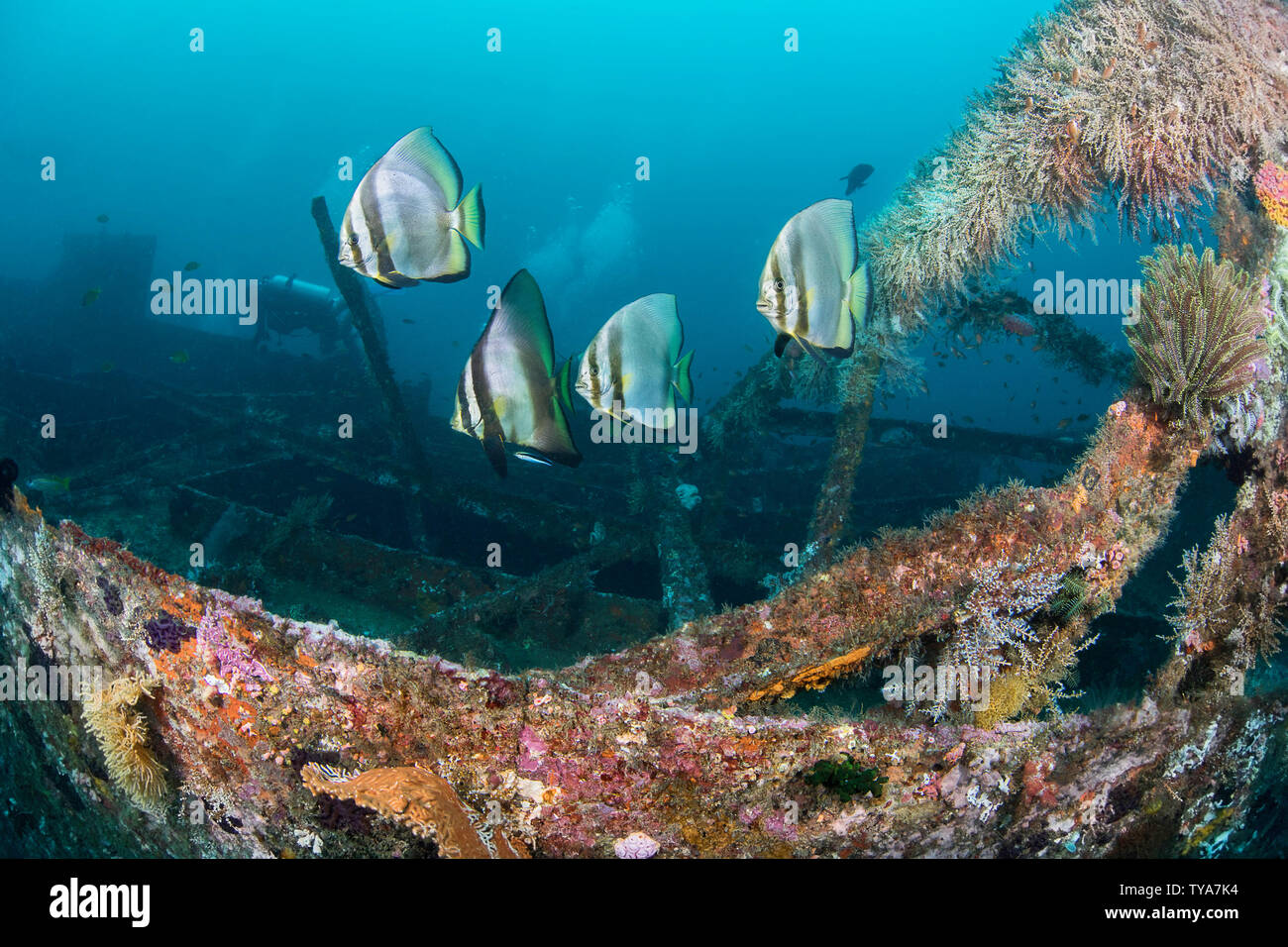 Dusky Fledermausfische, Platax pinnatus, mit einer Reinigungsstation auf dem Wrack der Alma Jane aus Sabang Beach, Puerto Galera, Mindoro, Philippinen. Stockfoto