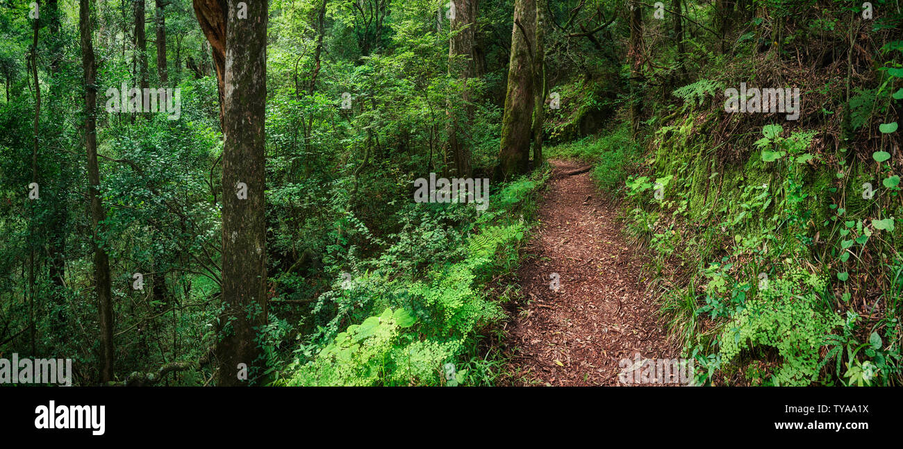 Einer kleinen, mit Bäumen gesäumten Weg Wicklung gründliche Tugela River Valley. Am Nachmittag. Farbe Bild. Rainbow Gorge, Drakensberge, Kwazulu-Natal, Südafrika Stockfoto