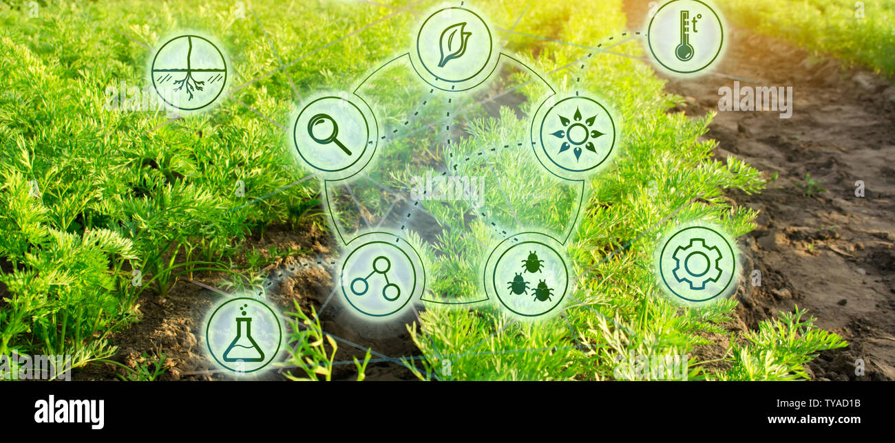 Wachsende Bio Gemüse mit neuen Technologien. Entwicklung von Innovation und Forschung. Investitionen in die Landwirtschaft. Studie Qualität der Boden und Ernte. Wählen Sie Stockfoto