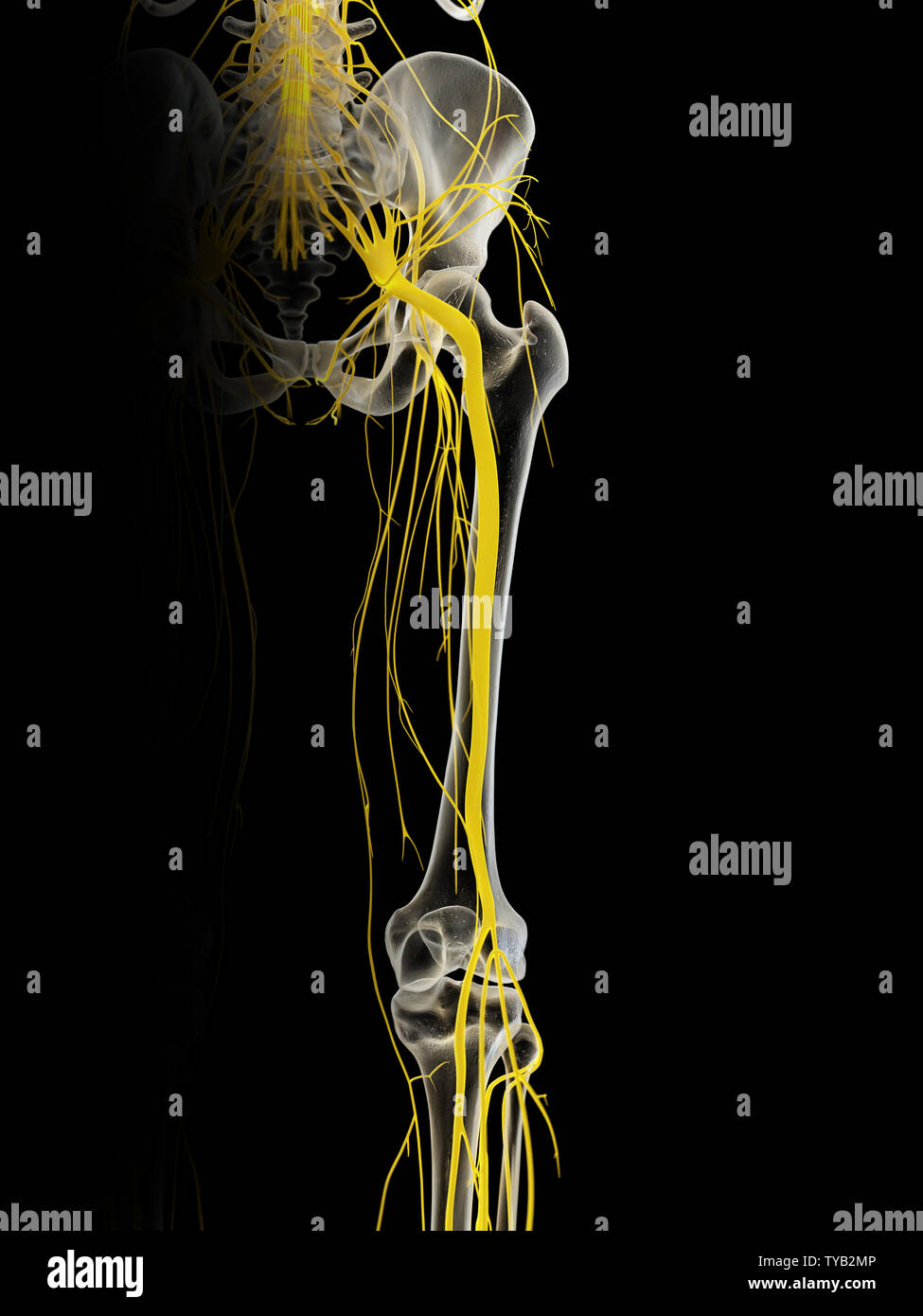 Menschlicher Ischiasnerv Stockfotos & Menschlicher Ischiasnerv Bilder