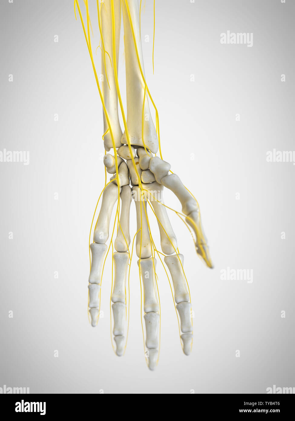 Human Hand Nerves Illustration Stockfotos Und Bilder Kaufen Alamy