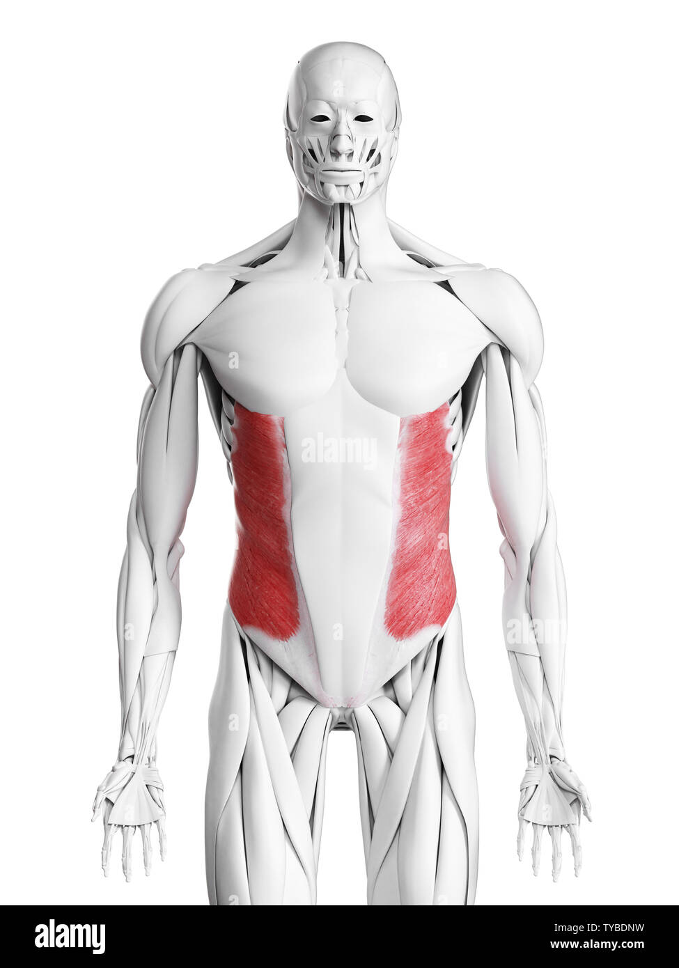 3D-gerenderte Medizinisch genaue Abbildung der äusseren schrägen Muskel Stockfoto