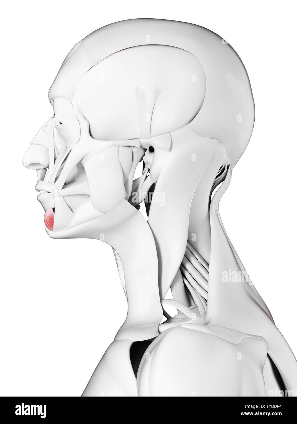 3D-gerenderte Medizinisch genaue Abbildung der depressor labii inferioris Stockfoto