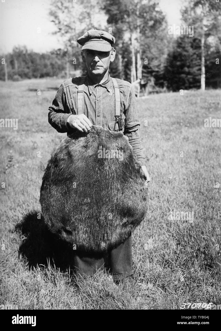 Foto von Biber Pelt; Umfang und Inhalt: Original Bildunterschrift: Biber pelt. Stockfoto