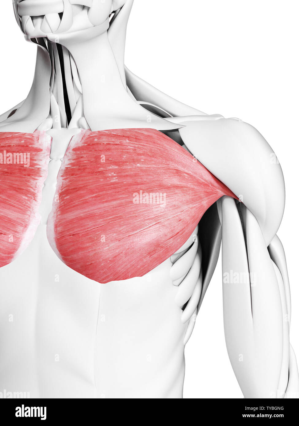3Dgerenderte medizinisch genauen Abbildung des Pectoralis major