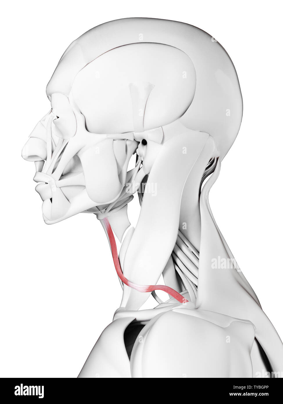 3D-gerenderte medizinisch genauen Abbildung des omohyoid Stockfoto