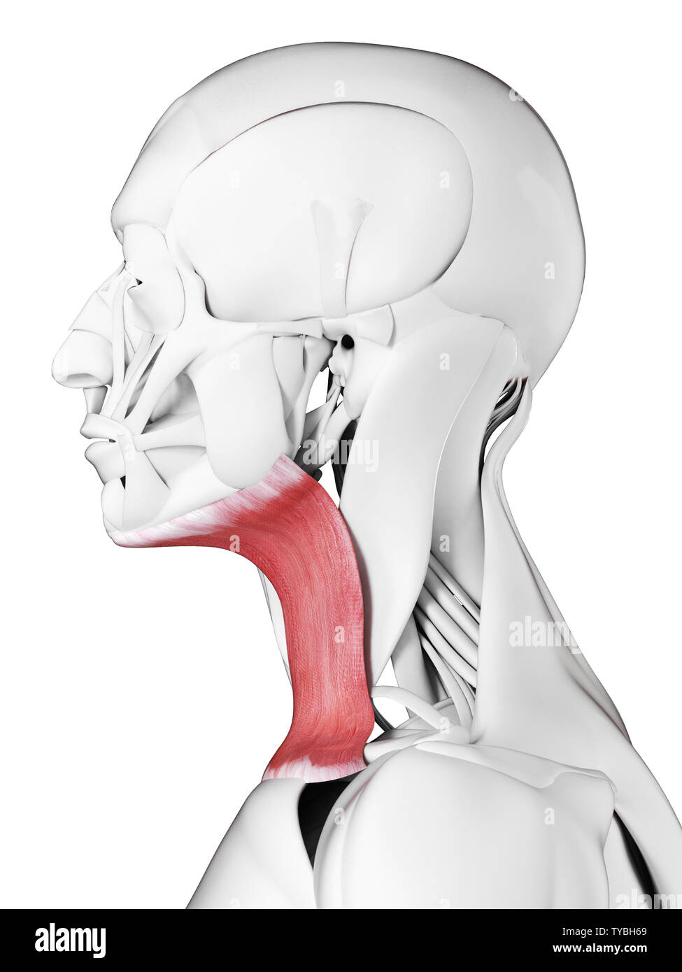 3D-gerenderte medizinisch genauen Abbildung des platysma Stockfoto