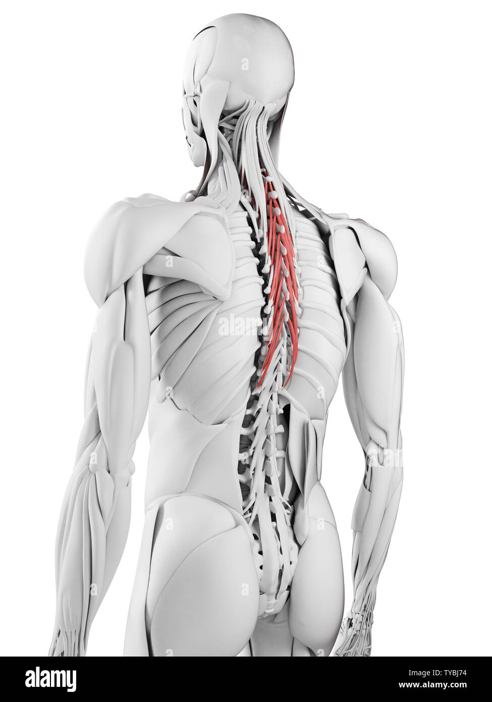 3D-gerenderte medizinisch genauen Abbildung des semispinalis thoracis Stockfoto