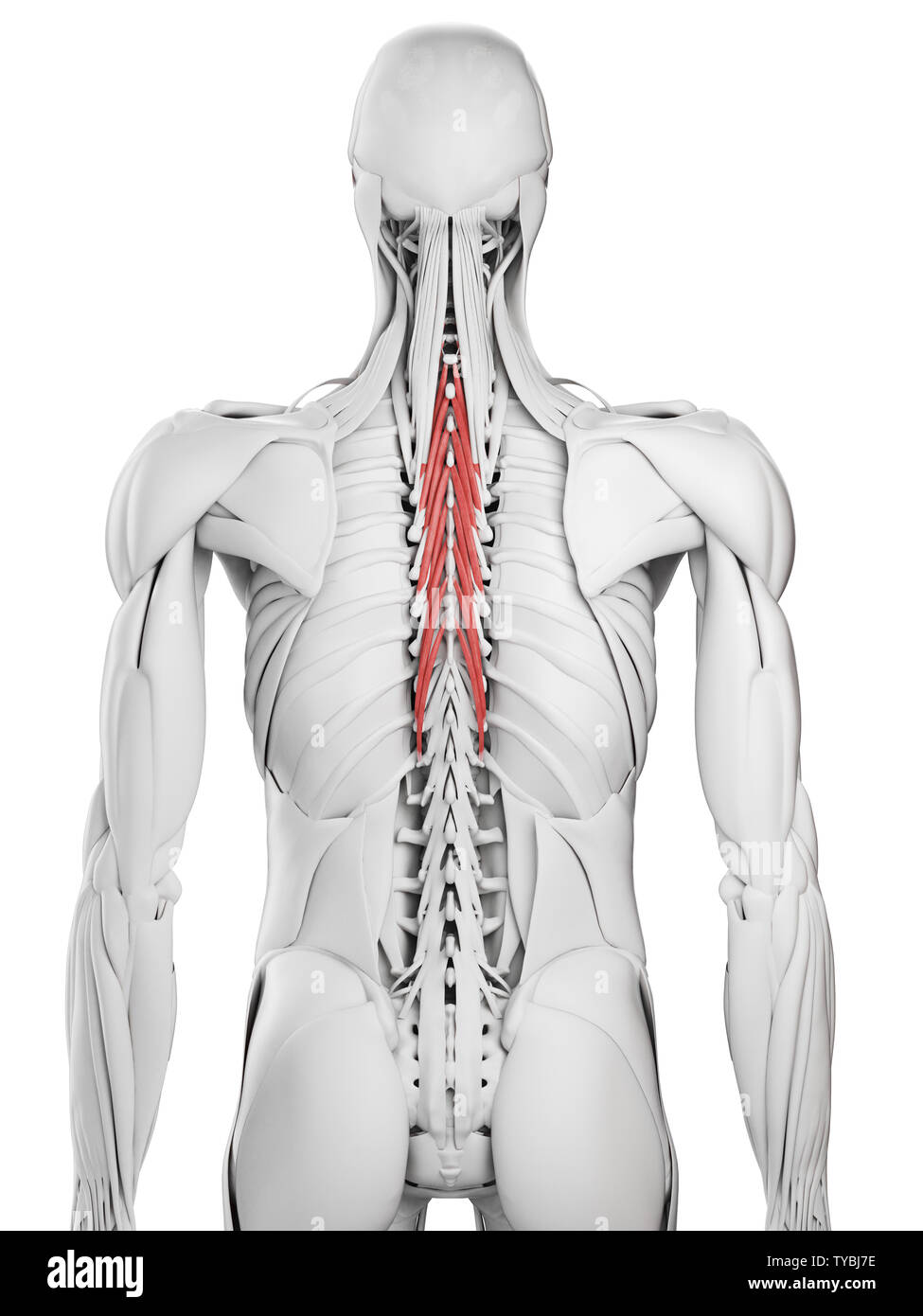 3D-gerenderte medizinisch genauen Abbildung des semispinalis thoracis Stockfoto
