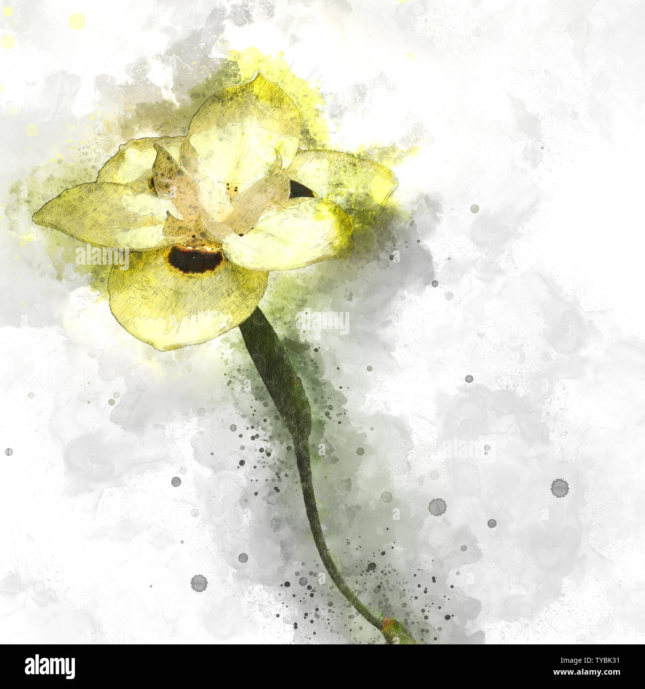 Digital verbesserte Bild Dietes bicolor (verschieden als afrikanische Iris oder vierzehn Tage lily bekannt) ist ein BÜSCHEL-forming Rhizomartige mehrjährige Pflanze mit langen s Stockfoto