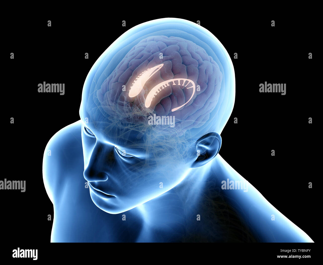 3D-gerenderte Medizinisch genaue Abbildung der caudate Kern Stockfoto