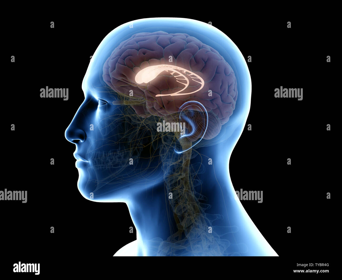 3D-gerenderte Medizinisch genaue Abbildung der caudate Kern Stockfoto