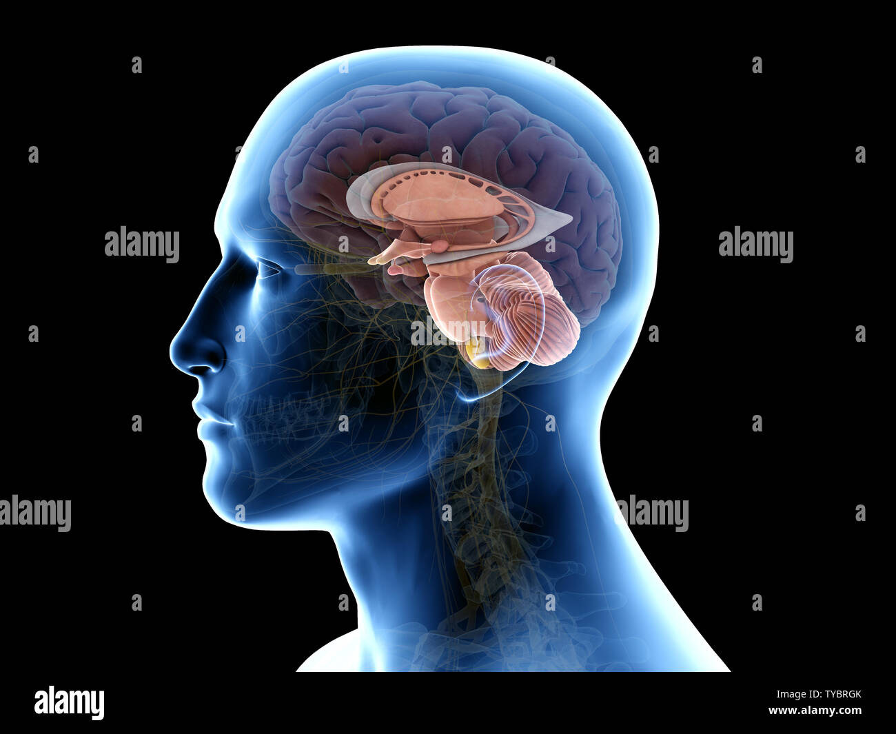 3D-gerenderte Medizinisch genaue Abbildung der inneren Anatomie des Gehirns Stockfoto
