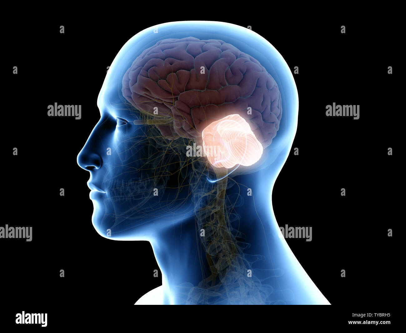 Cerebellum Fotos und Bildmaterial in hoher Auflösung Alamy