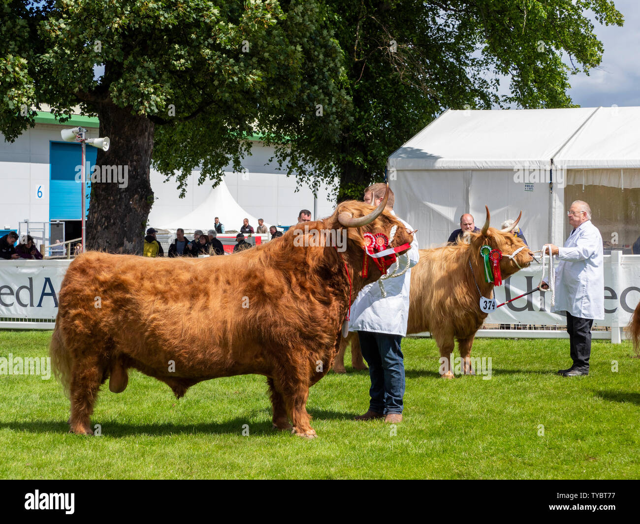 Bulle auf der Landwirtschaftsmesse Stockfoto