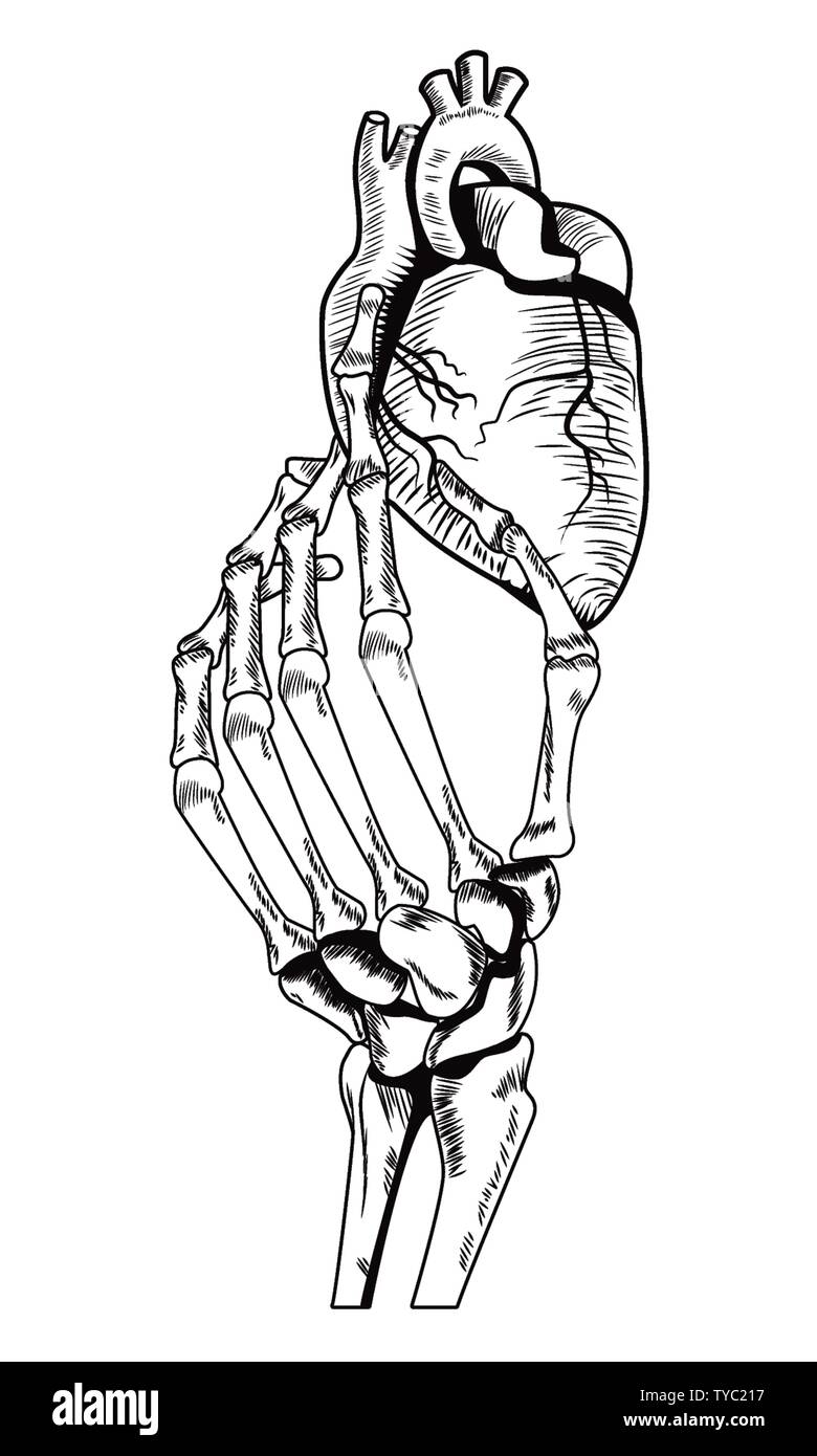 Realistische Herz Und Skelett Hand Stock Vektorgrafik Alamy
