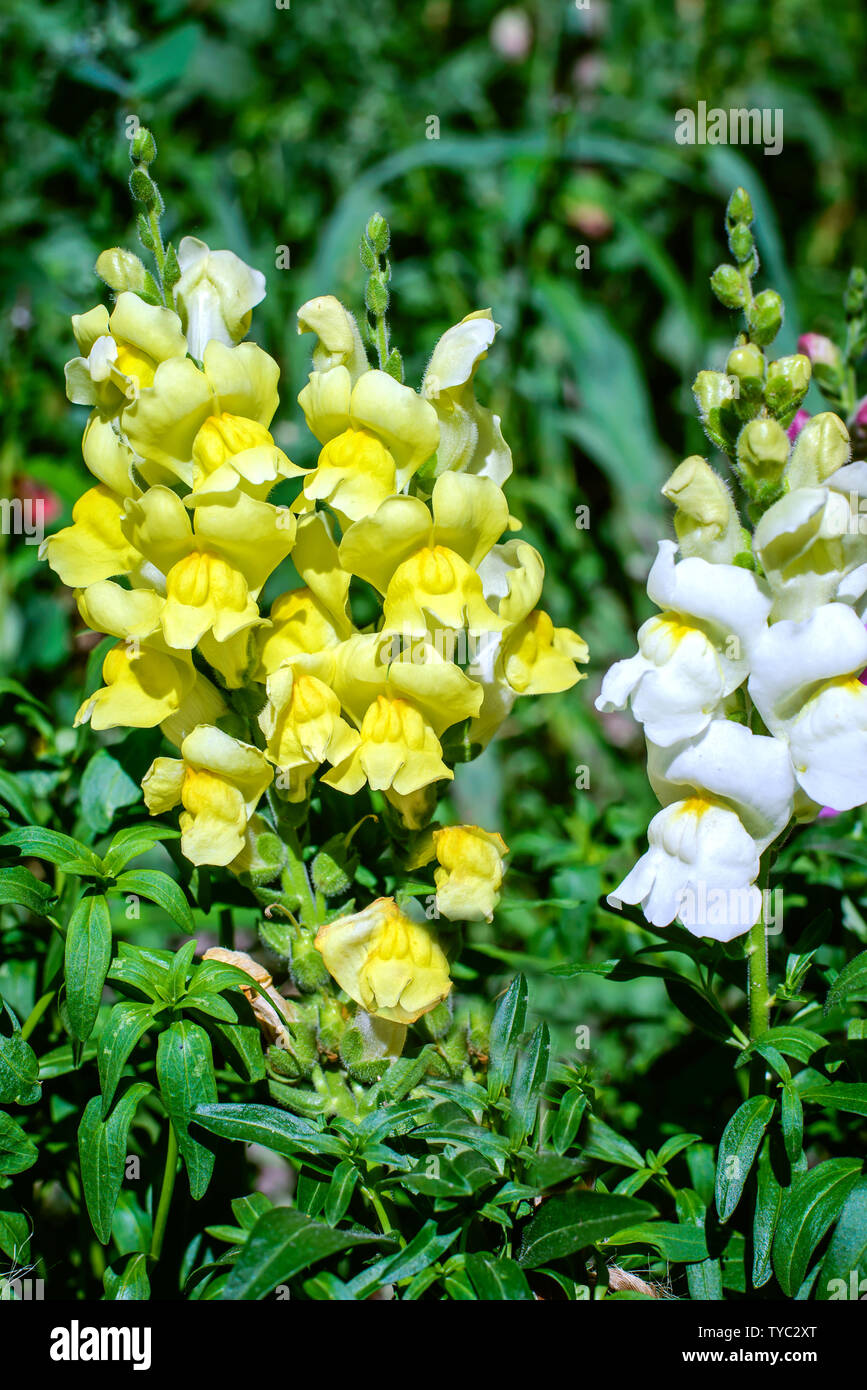 Gelbe und weiße Snapdragon Blumen im Garten im grünen Gras Stockfoto