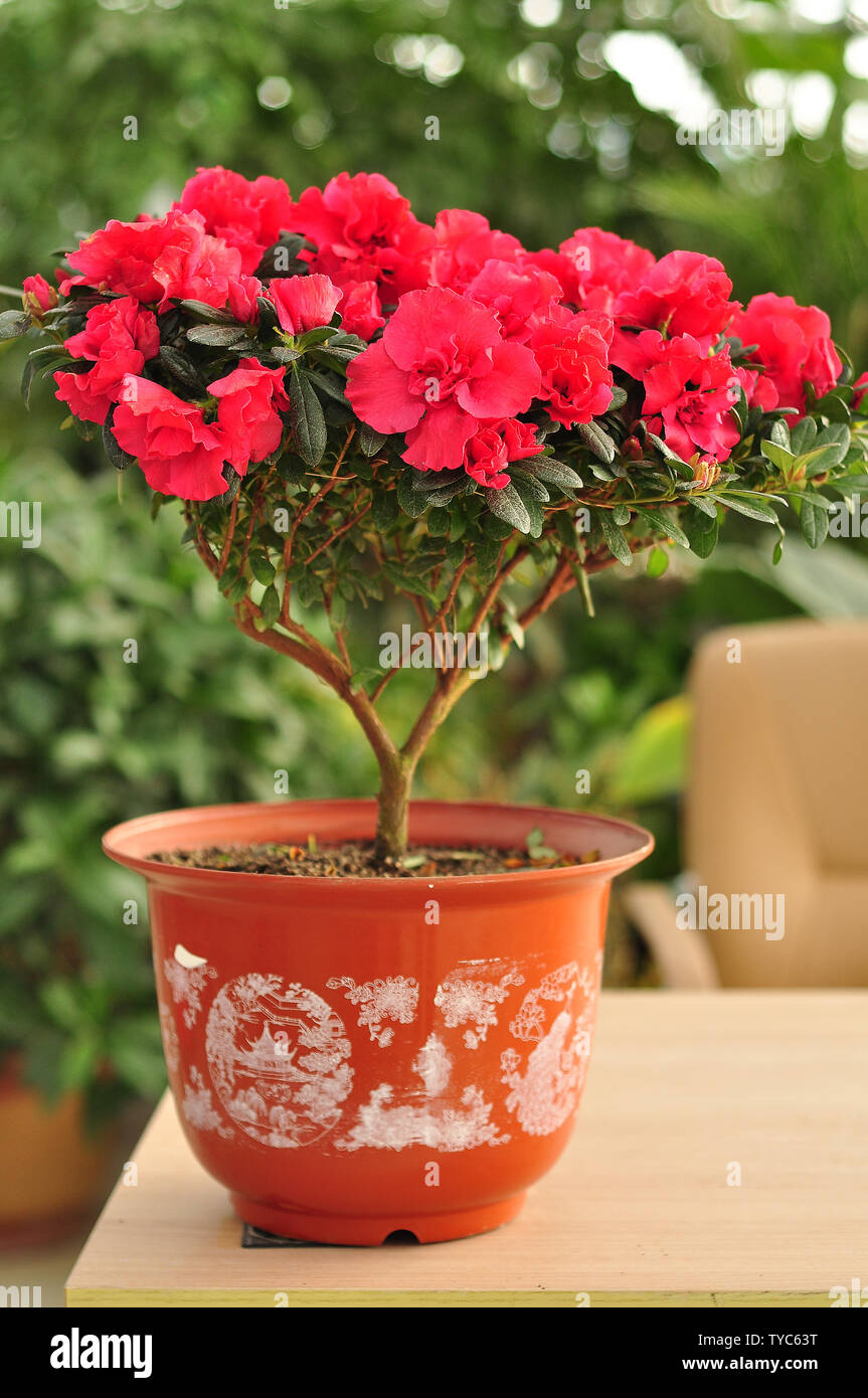 Belgische Kuckuck Topfpflanze Stockfoto