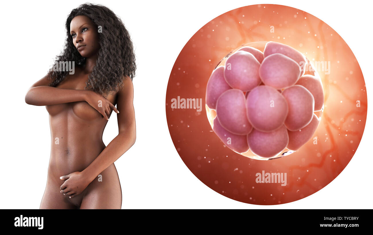 3D-gerenderte Medizinisch genaue Abbildung einer morula Stockfoto