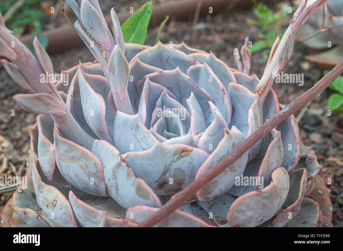 Echeveria Encantada ist ein eindrucksvolles Sukkulenten bis zu 8 Zoll (20 cm) hoch, die Rosetten von Fleischigen, tropfenförmige Blätter mit einem frostigen, Weiß Stockfoto