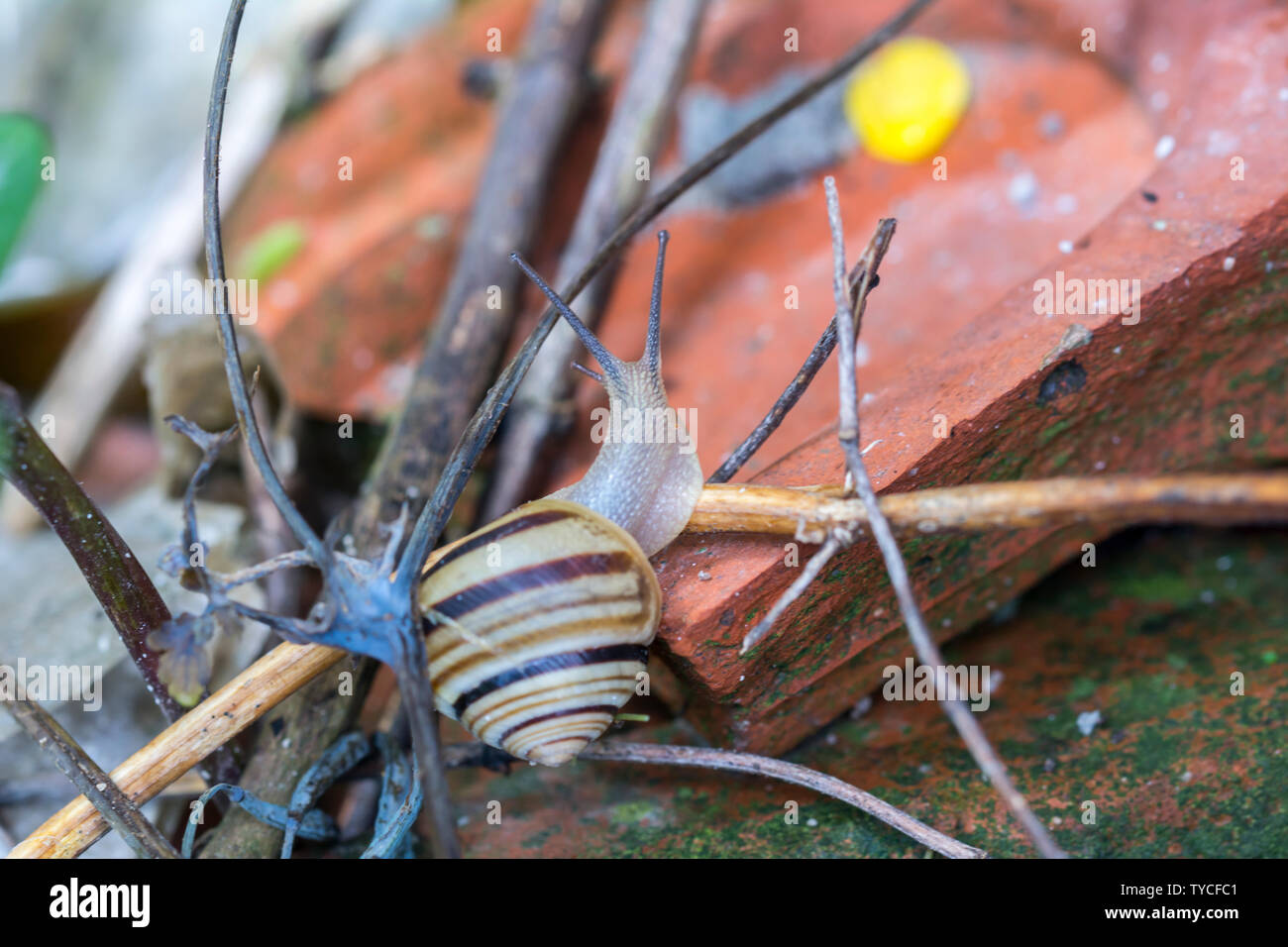 Weiß-lippigen Schnecke Cepaea hortensis ist etwas kleiner als die Grove Schnecke Stockfoto