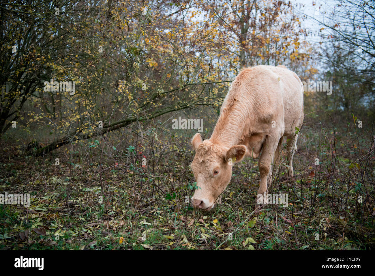 Freilaufende Rinder, Bislicher Insel, Nordrhein-Westfalen, Deutschland, Europa Stockfoto