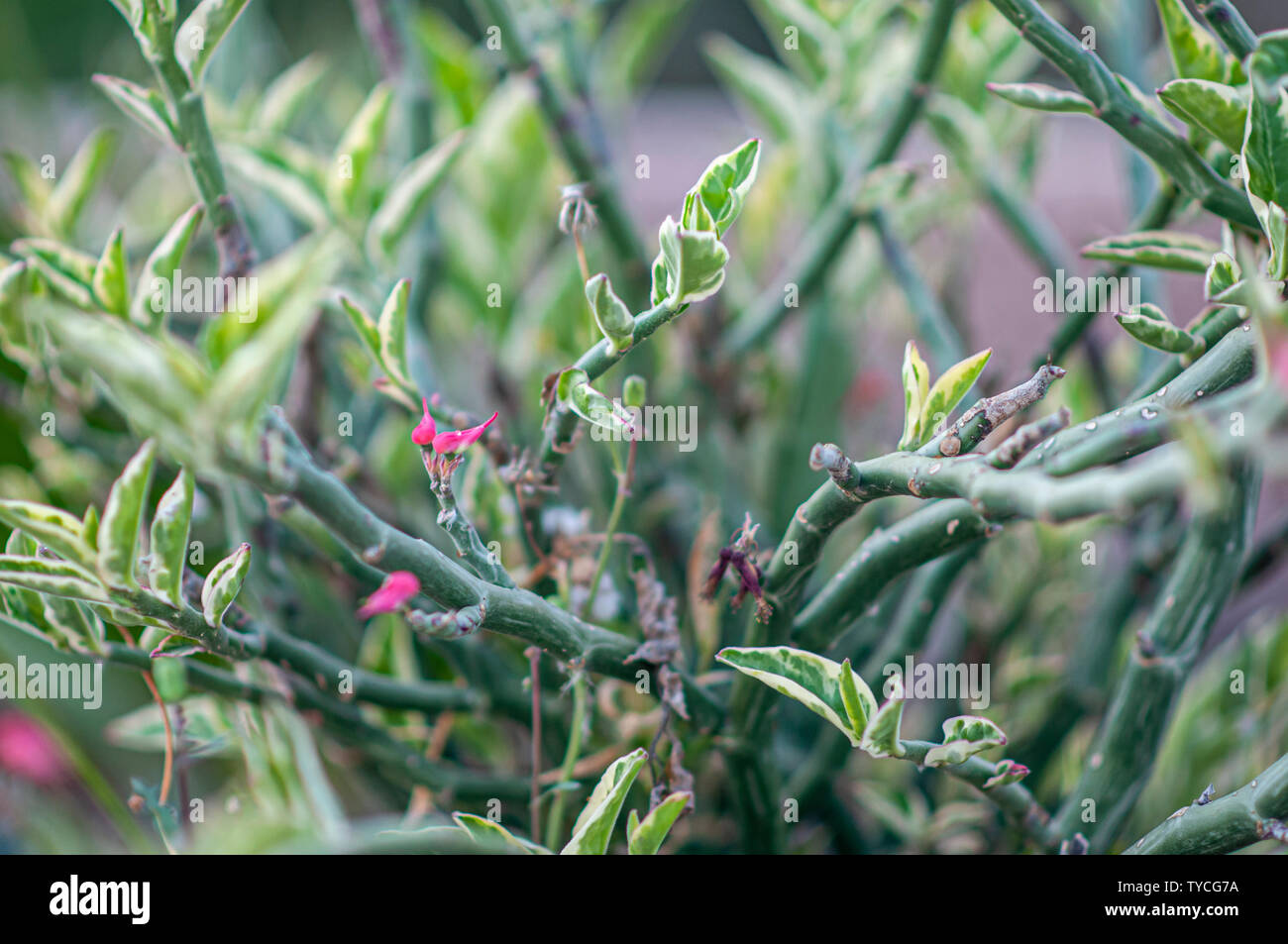 Euphorbia tithymaloides (Devil's Backbone) in Tel Aviv, Israel im Mai fotografiert. Stockfoto