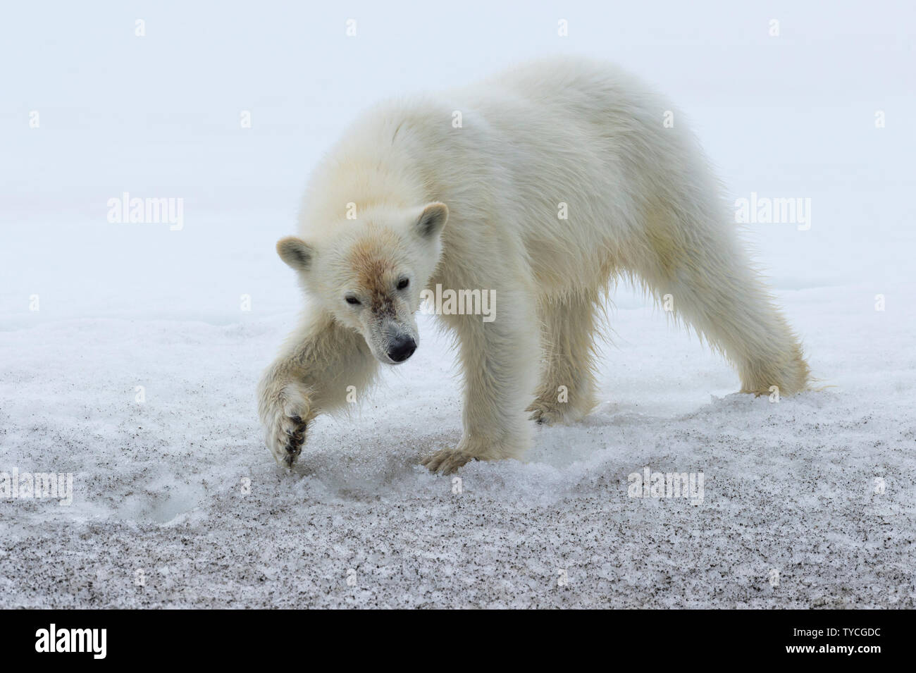 Jährling Polar Bear Cub (Ursus maritimus) auf dem Kamm des Gletschers, Bjoernsundet, Hinlopen Strait, Spitzbergen, Svalbard, Norwegen Stockfoto