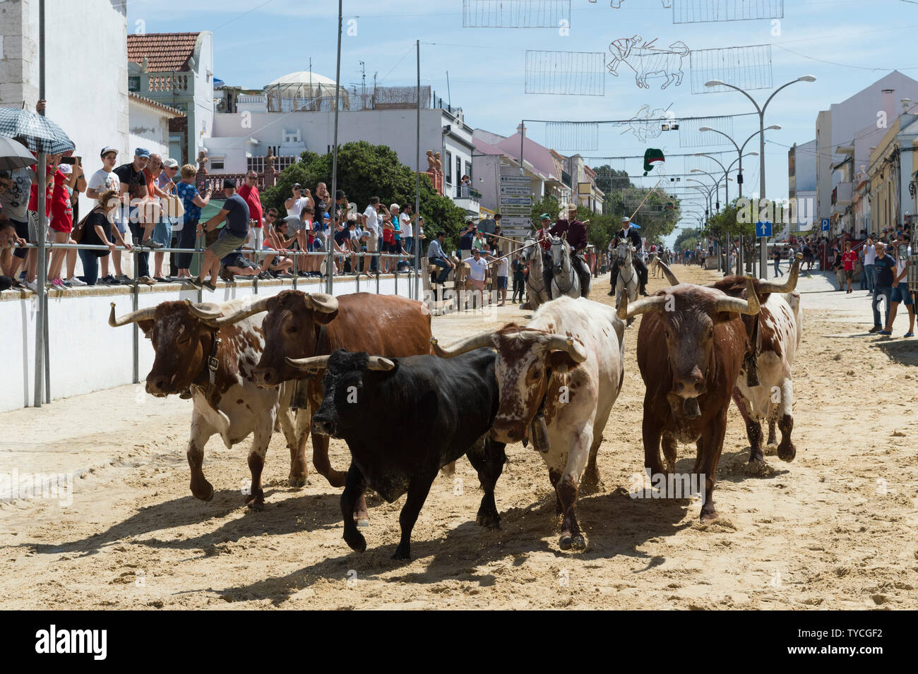 Die Parade der Gespanne und die Stiere in den Straßen, die Festas do Barrete Verde e das Salinas, Provinz Alcochete, Setubal, Portugal Stockfoto