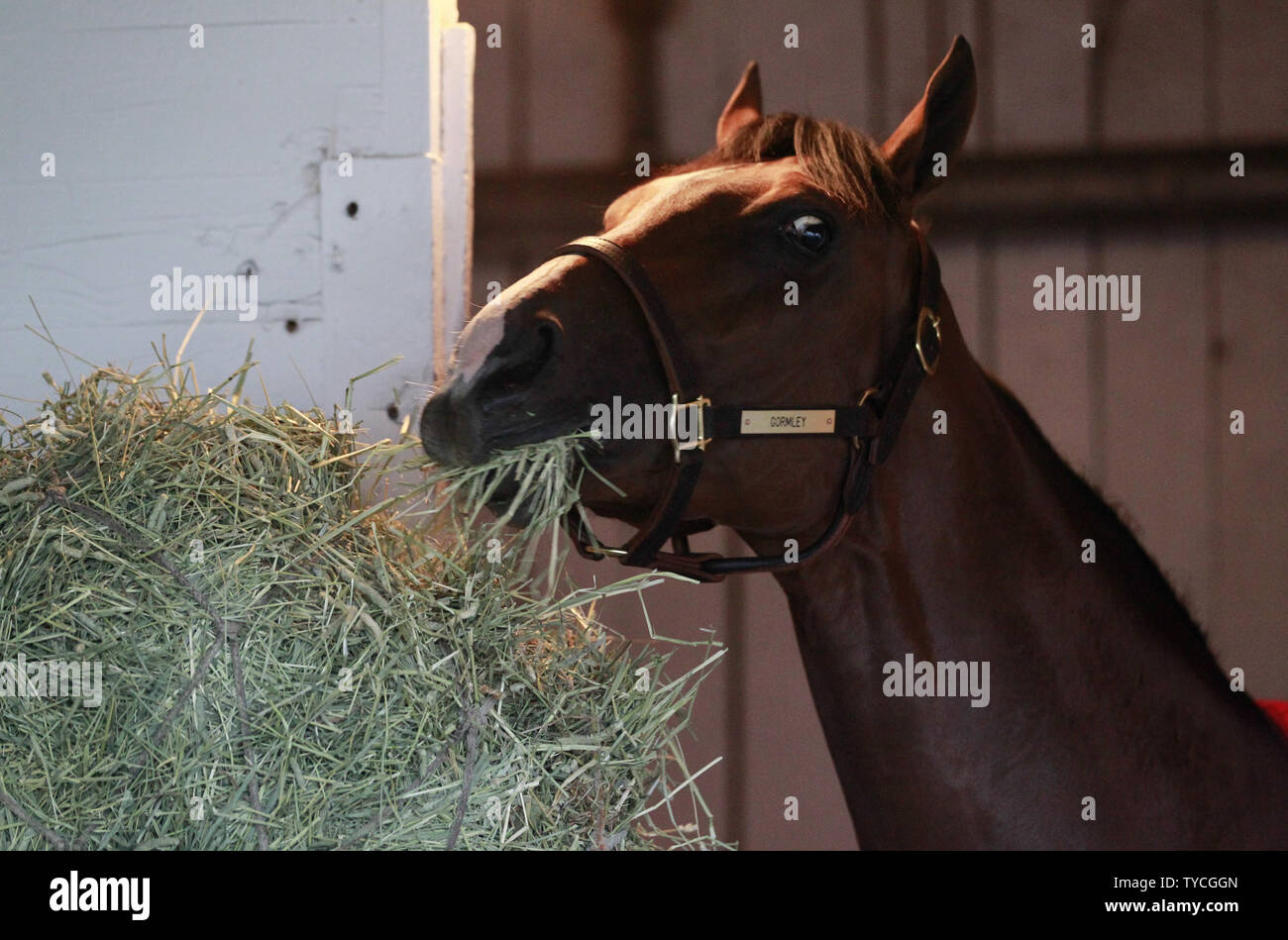 Kentucky Derby hoffnungsvoll Gormley isst ein wenig Heu in seinem Stall in der Churchill Downs in Louisville, Kentucky, 3. Mai 2017. Trainer John sherriffs bereitet sein Pferd für den 143 läuft der Kentucky Derby an Churchill Downs am 6. Mai stattfinden werden. Foto von John Sommers II/UPI Stockfoto