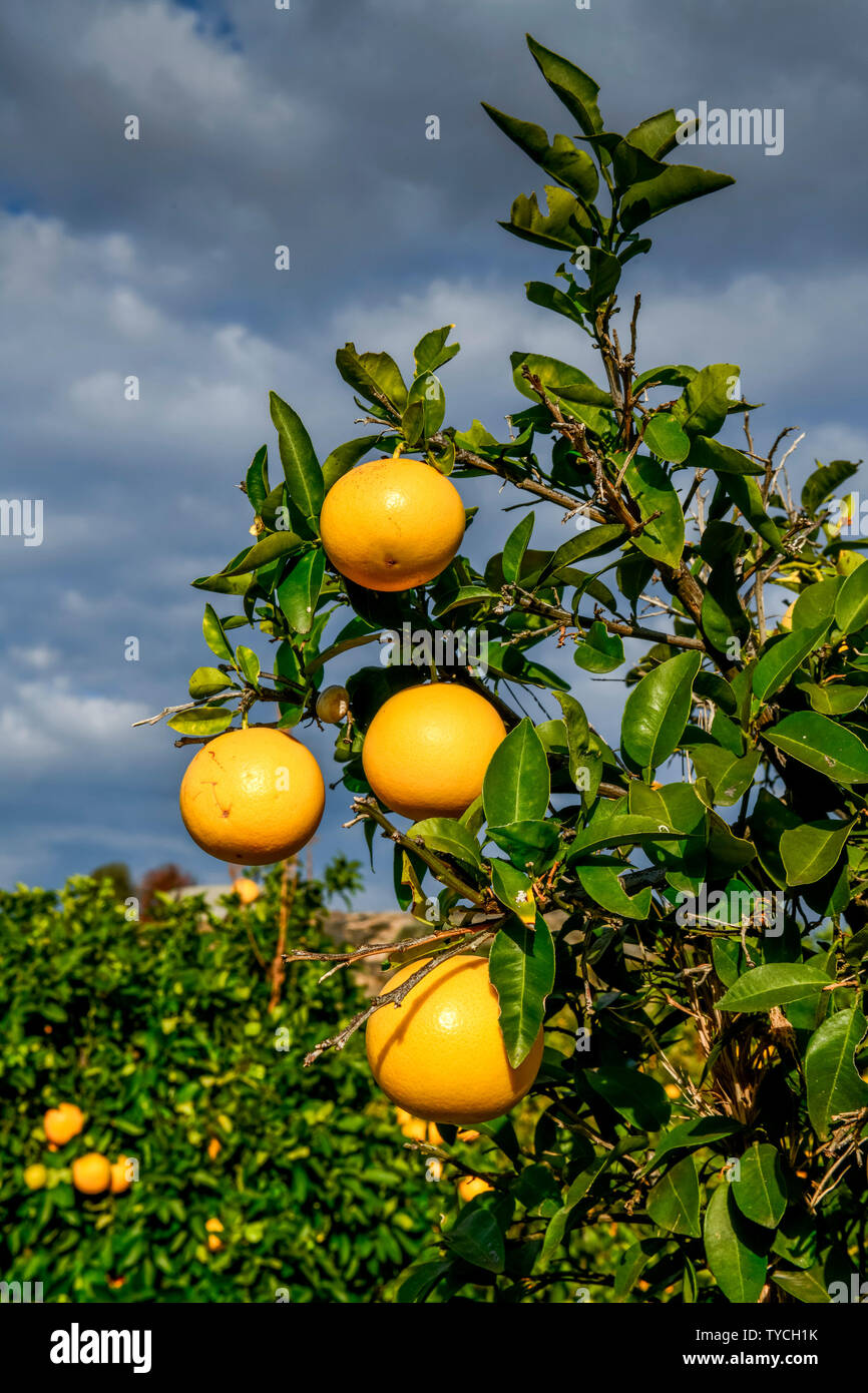 Orangenanbau, Zypern Stockfoto