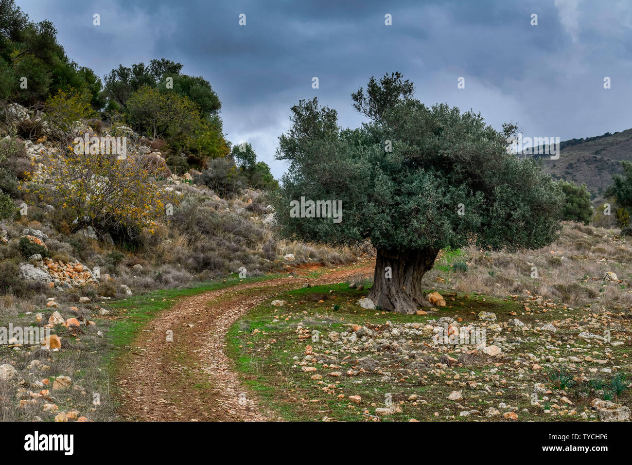 Olivenbaum, Akamas-Halbinsel, Zypern Stockfoto