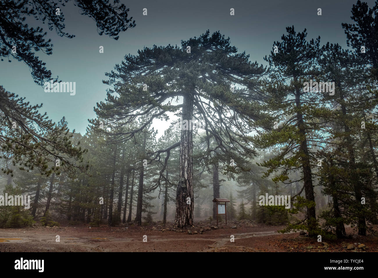 Schwarzkiefern (Pinus nigra Subsp pallasiana), Troodos-Gebirge, Zypern Stockfoto