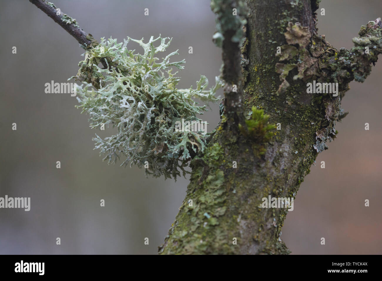 Baum Moos, Hohenlohe, Baden-Württemberg, Heilbronn-franken, Deutschland, (Pseudevernia furfuracea) Stockfoto