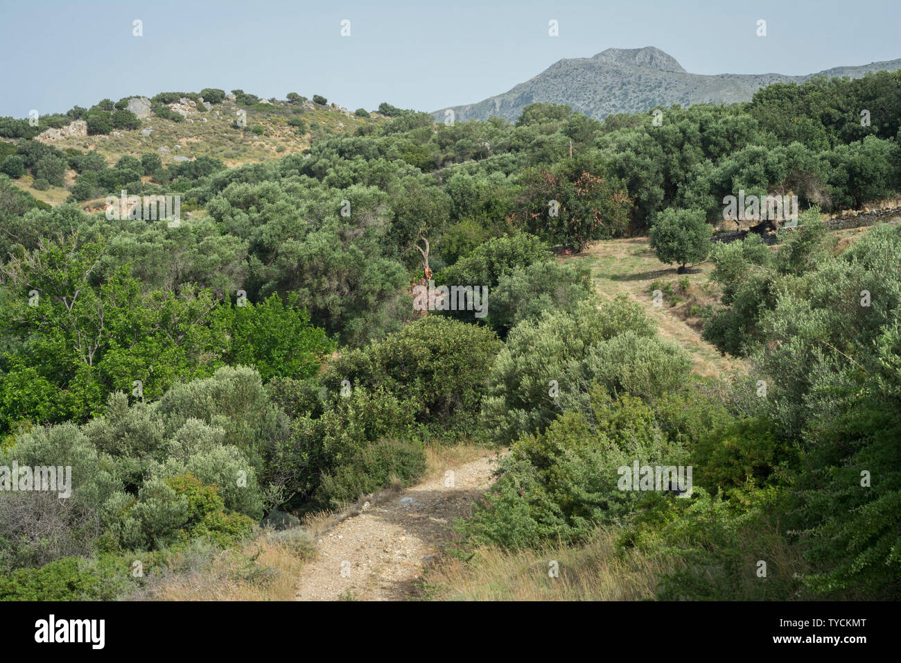 In der Nähe von Bergdorf Sellia, Sellia, Plakias, Kreta, Griechenland, Europa Stockfoto