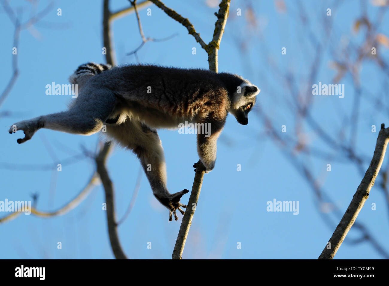 Ring-tailed Lemur (Lemur catta), Captive Stockfoto