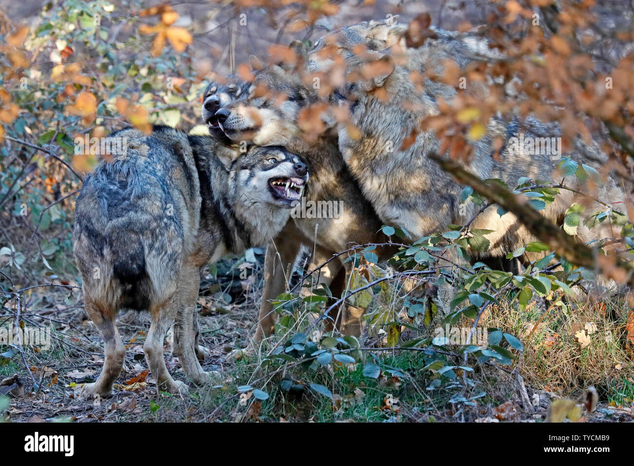 Europäische Wolf (Canis lupus), Captive Stockfoto