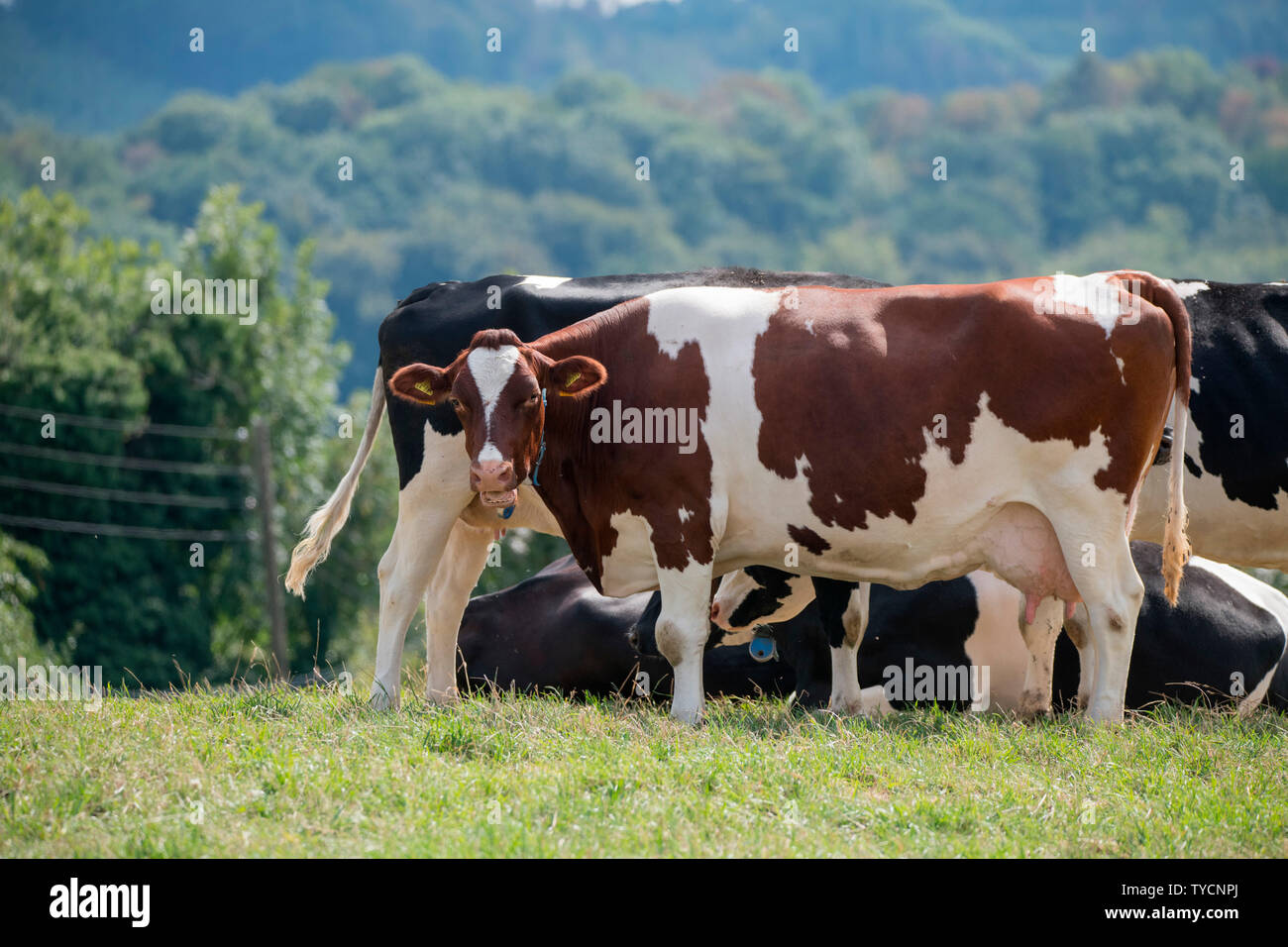 Vieh auf der Weide, Nordrhein-Westfalen, Deutschland, Europa Stockfoto