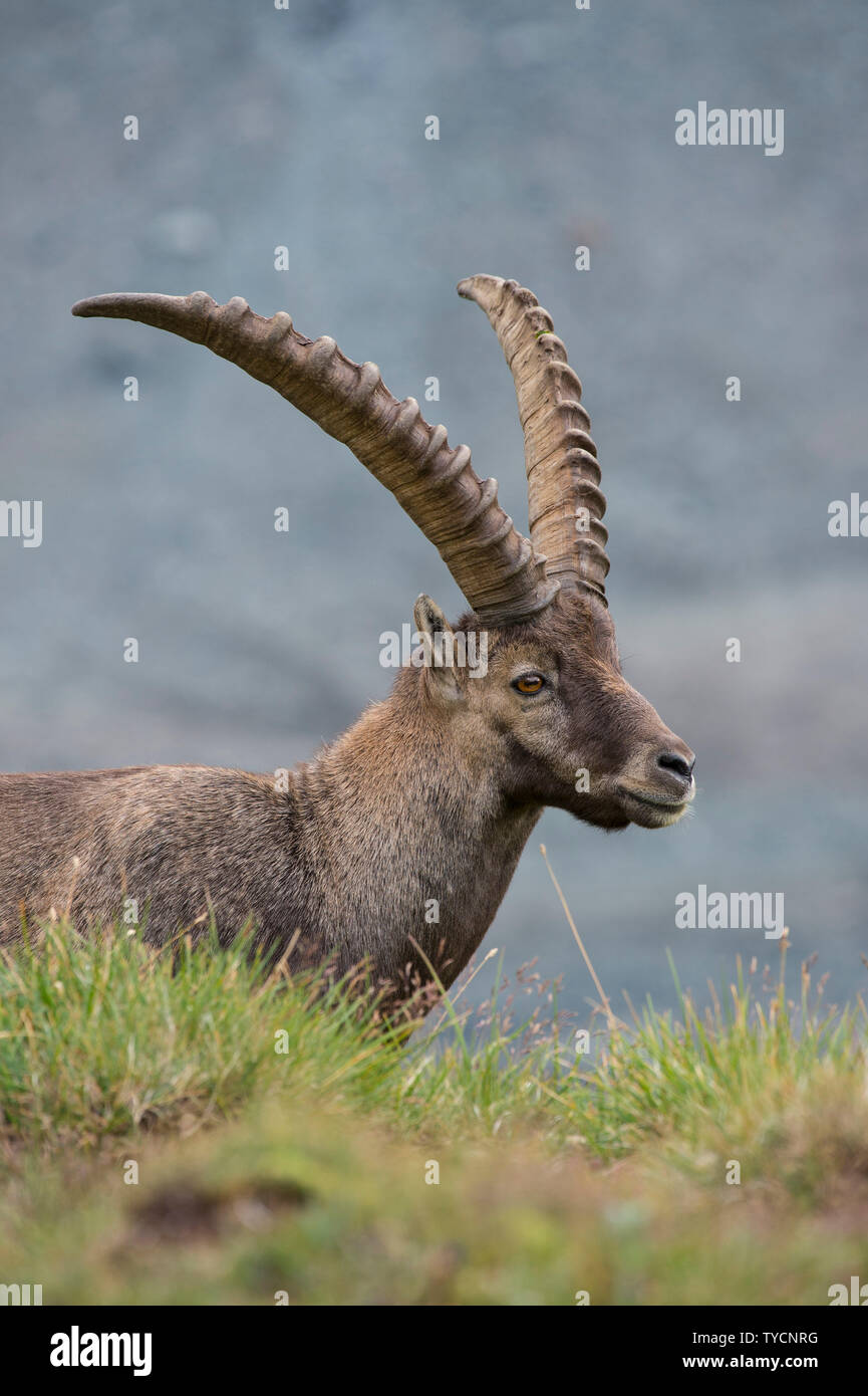 Steinböcke, Capra ibex, Nationalpark Hohe Tauern, Kärnten, Österreich Stockfoto