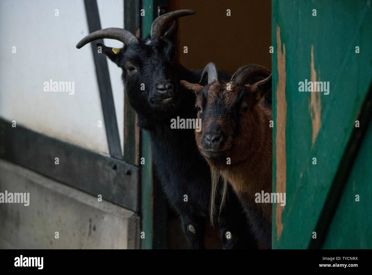 Pygmy goat, Velbert, Deutschland, Europa Stockfoto