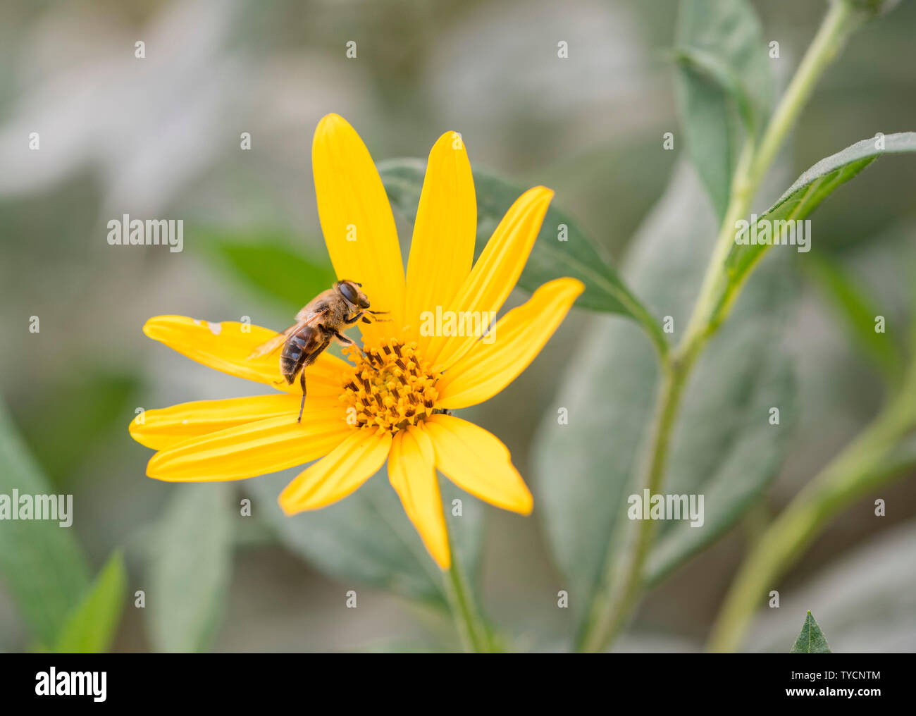 Topinambur, Nordrhein-Westfalen, Deutschland, Europa, (Helianthus tuberosus) Stockfoto
