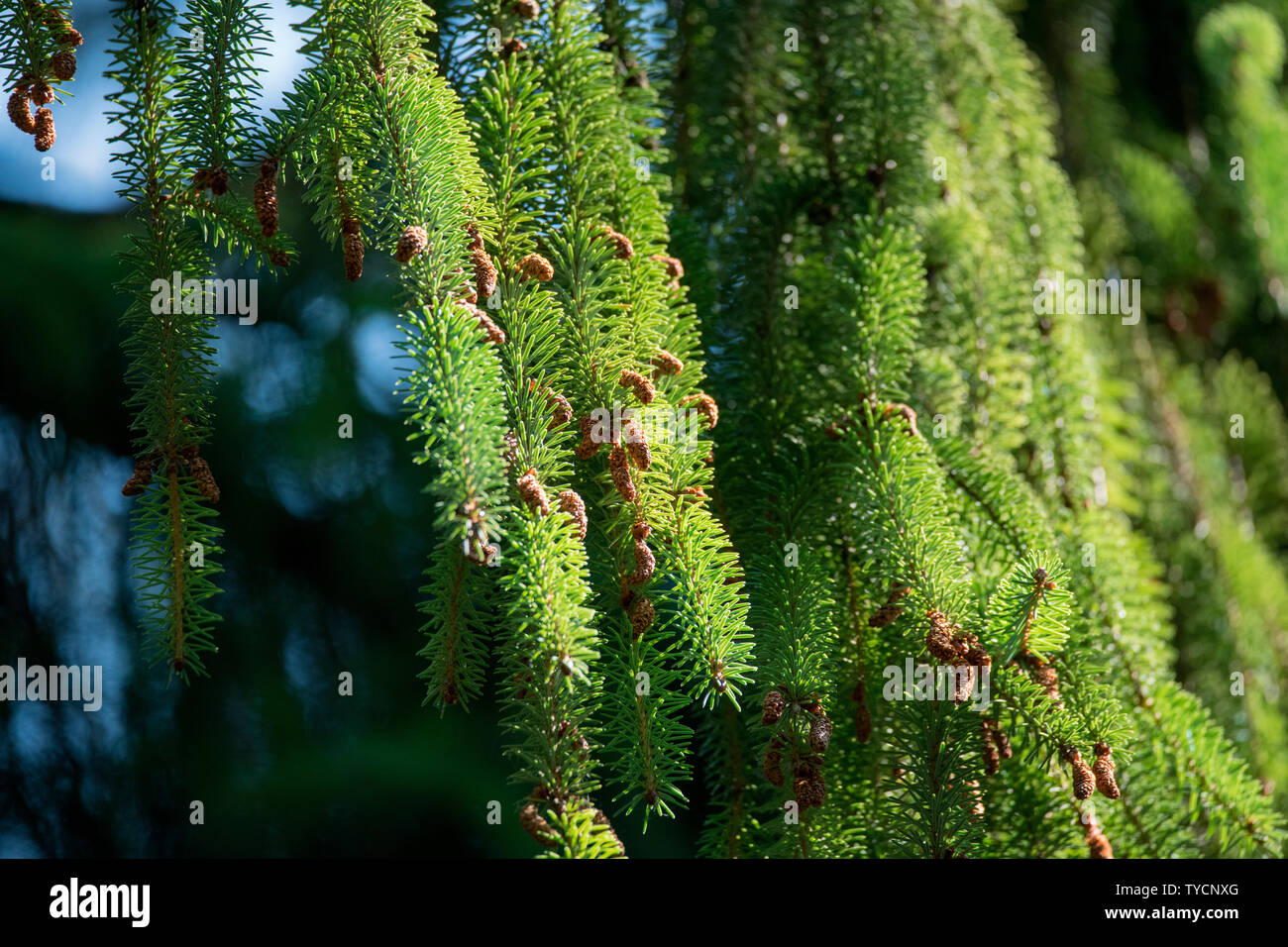 Brewer Fichte, Nordrhein-Westfalen, Deutschland, Europa, (Picea brauereiwerbemittel) Stockfoto