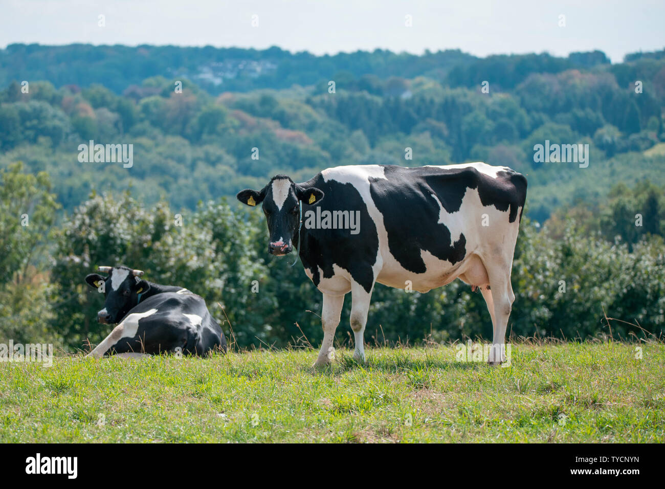 Vieh auf der Weide, Nordrhein-Westfalen, Deutschland, Europa Stockfoto