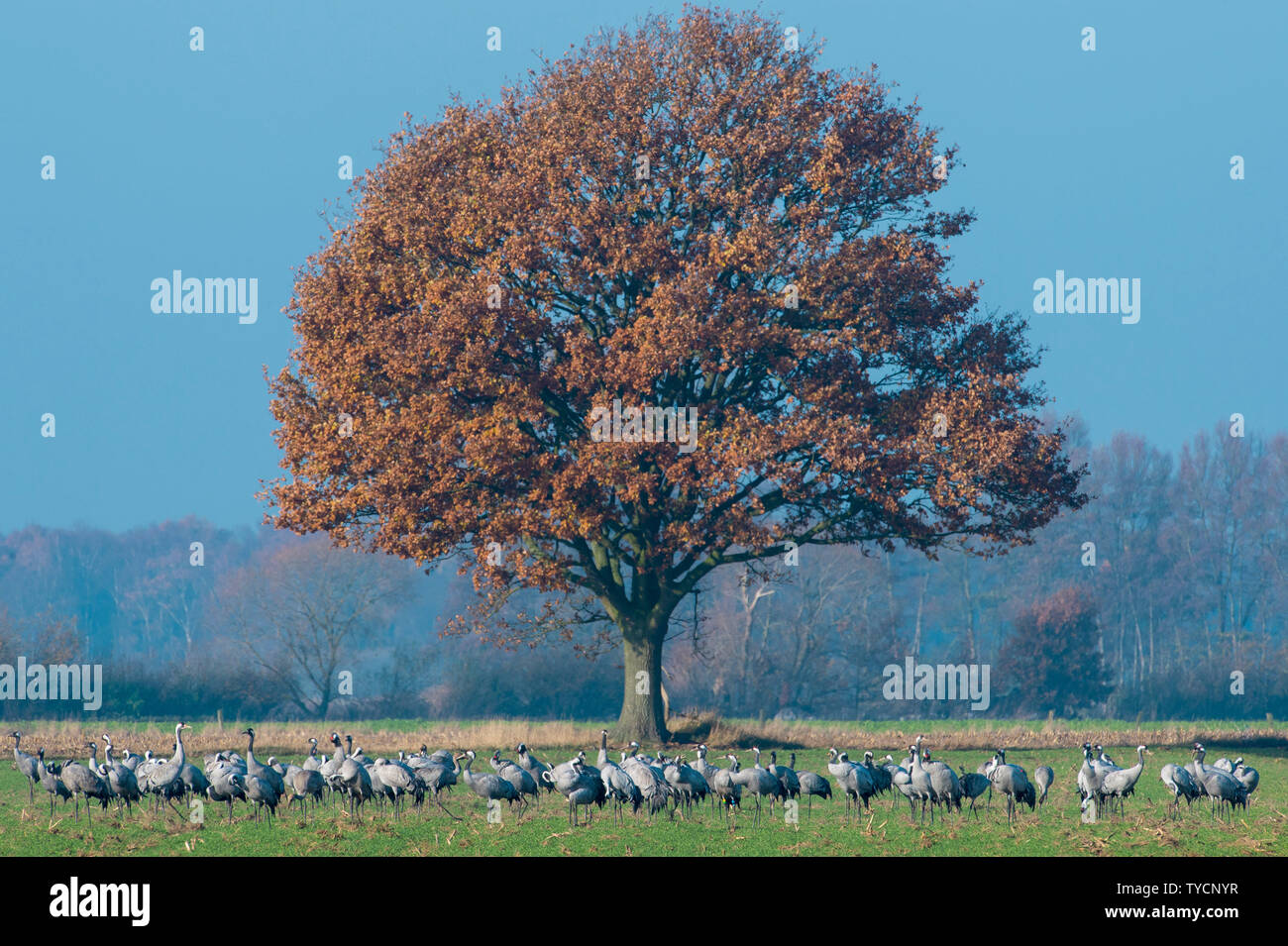 Gemeinsame Krane, Boller Heide, Niedersachsen, Deutschland, Grus Grus Stockfoto
