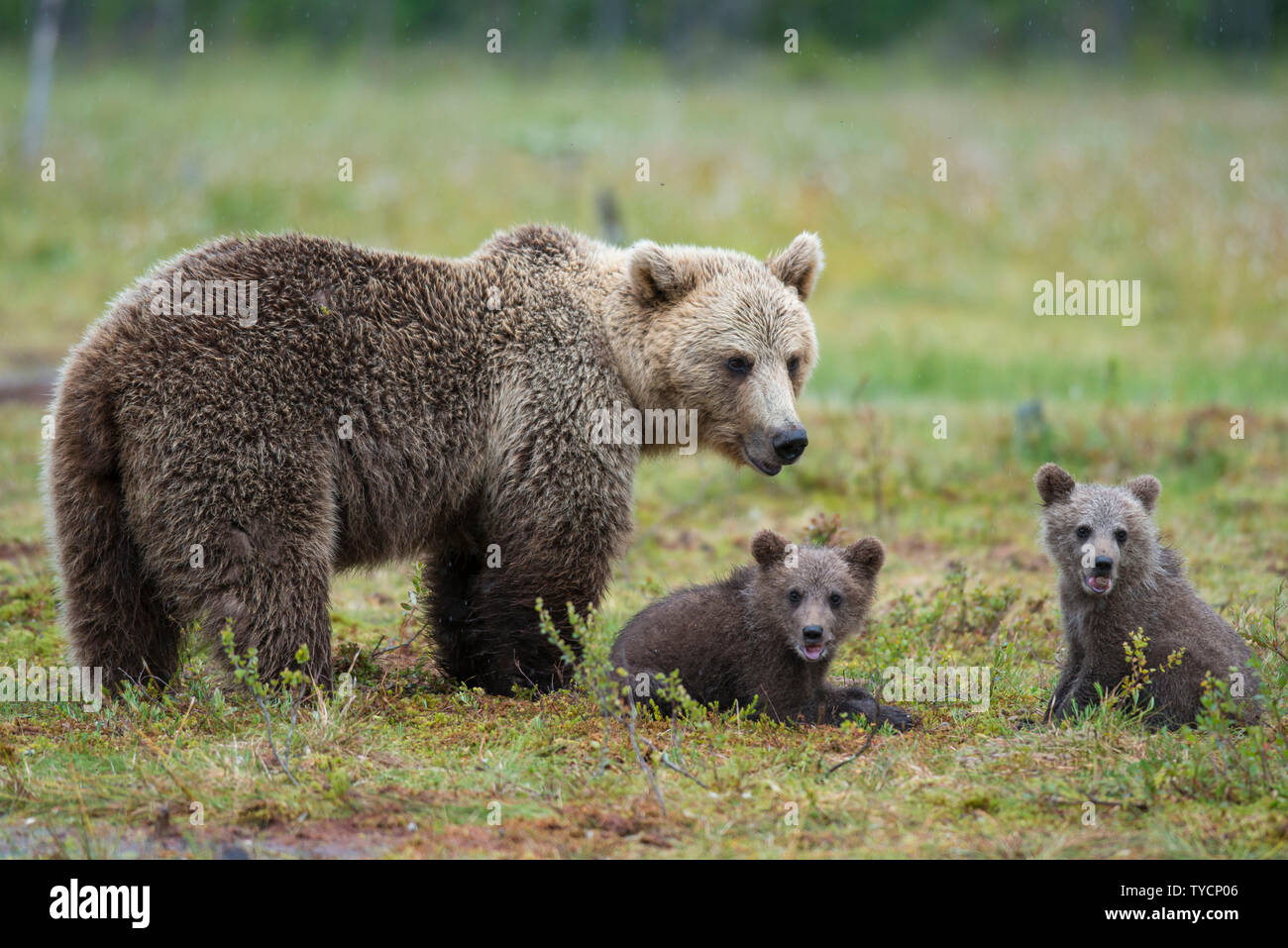 Europäischen Braunbären, Weibchen mit Jungtieren, Karelien, Finnland, Ursus arctos Stockfoto